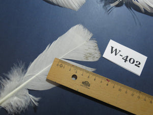 30 Pcs White Turkey Pre-Tail Feathers, Turkey Feathers,Fly Tying Material,Craft Feathers,Natural Feathers (W-402)