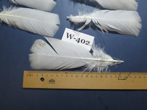 30 Pcs White Turkey Pre-Tail Feathers, Turkey Feathers,Fly Tying Material,Craft Feathers,Natural Feathers (W-402)