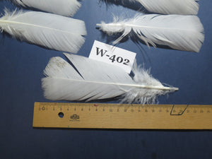 30 Pcs White Turkey Pre-Tail Feathers, Turkey Feathers,Fly Tying Material,Craft Feathers,Natural Feathers (W-402) DREAMMYFEATHERS