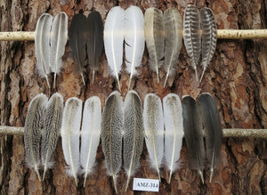 10 Pairs Turkey Wing Feathers, Amazing Feathers, Fly Tying Materials,(AMZ-314)
