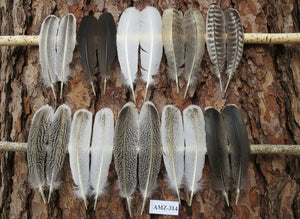 10 Pairs Turkey Wing Feathers,Turkey Feathers, Fly Tying Materials,(AMZ-314) DREAMMYFEATHERS