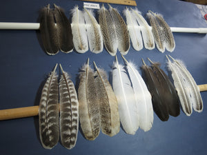 10 Pairs Turkey Wing Feathers, Amazing Feathers, Fly Tying Materials,(AMZ-314)