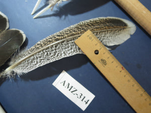 10 Pairs Turkey Wing Feathers, Amazing Feathers, Fly Tying Materials,(AMZ-314)