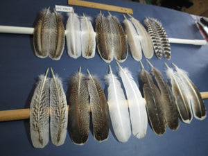 10 Pairs Turkey Wing Feathers, Amazing Feathers, Fly Tying Materials,(AMZ-315)