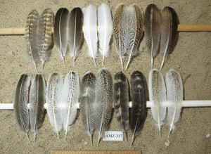 10 Pairs Turkey Wing Feathers, Amazing Feathers, Fly Tying Materials,(AMZ-317)