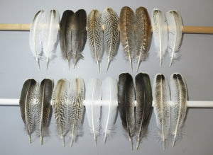 10 Pairs Turkey Wing Feathers, Amazing Feathers, Fly Tying Materials,(AMZ-318)