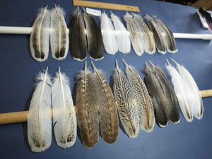 10 Pairs Turkey Wing Feathers, Amazing Feathers, Fly Tying Materials,(AMZ-318)