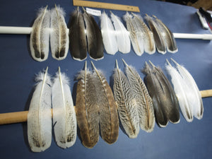 10 Pairs Turkey Wing Feathers, Amazing Feathers, Fly Tying Materials,Turkey Feathers(AMZ-318) DREAMMYFEATHERS