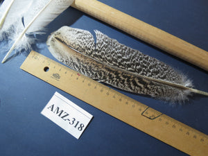 10 Pairs Turkey Wing Feathers, Amazing Feathers, Fly Tying Materials,(AMZ-318)