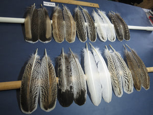10 Pairs Turkey Wing Feathers, Amazing Feathers, Fly Tying Materials,(AMZ-319)