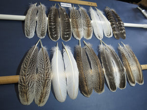 10 Pairs Turkey Wing Feathers, Amazing Feathers, Fly Tying Materials,(AMZ-320)