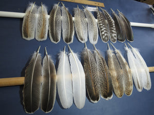 10 Pairs Turkey Wing Feathers, Amazing Feathers, Fly Tying Materials,(AMZ-321)