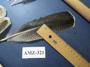 10 Pairs Turkey Wing Feathers, Amazing Feathers, Fly Tying Materials,(AMZ-321)