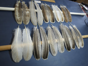 10 Pairs Turkey Wing Feathers, Amazing Feathers, Fly Tying Materials,(AMZ-322)
