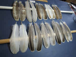 10 Pairs Turkey Wing Feathers, Amazing Feathers, Fly Tying Materials,Turkey Feathers(AMZ-322) DREAMMYFEATHERS