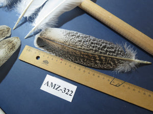 10 Pairs Turkey Wing Feathers, Amazing Feathers, Fly Tying Materials,Turkey Feathers(AMZ-322) DREAMMYFEATHERS