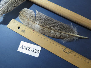 10 Pairs Turkey Wing Feathers, Amazing Feathers, Fly Tying Materials,(AMZ-323)