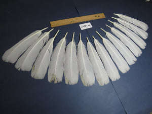14 Pcs White Turkey Tail Feathers, Turkey Feathers,Fly Tying material (Fiber 40-55mm) (W-407)