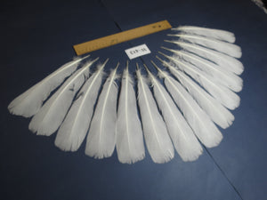 14 Pcs White Turkey Tail Feathers, Fly Tying Materials (Fiber 40-55mm) (W-413)