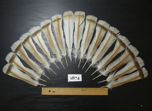 16 Pcs Natural Turkey Tail Feathers, Fly Tying Materials,Long Feathers. (1874)