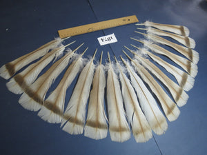 16 Pcs Natural Turkey Tail Feathers, Fly Tying Materials,Long Feathers. (1874)