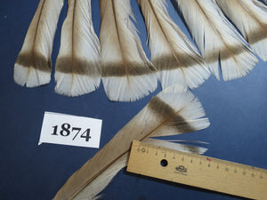 16 Pcs Natural Turkey Tail Feathers, Fly Tying Materials,Long Feathers. (1874)