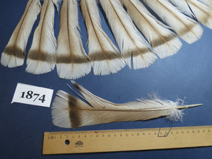 16 Pcs Natural Turkey Tail Feathers, Fly Tying Materials,Long Feathers. (1874)