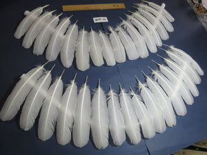 32 Pcs White Turkey Wing Feathers,Turkey Feathers,Fly Tying Material,Craft Feathers,Natural Feathers (W-418) DREAMMYFEATHERS