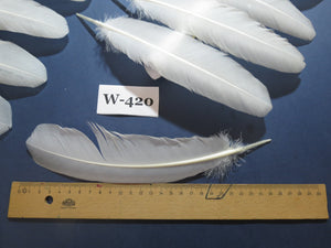 32 Pcs White Turkey Wing Feathers,Turkey Feathers,Fly Tying Material,Craft Feathers,Natural Feathers (W-420) DREAMMYFEATHERS