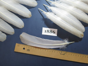 36 Pcs Natural Turkey Wing Feathers, Turkey Feathers,Fly Tying Material,Craft Feathers,Natural Feathers (1886)