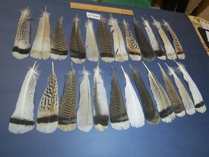 24 Pcs Natural Turkey Tail Feathers, Fly Tying Materials, Genuine Feathers (MIX-27)