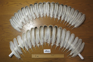 38 Pcs Natural Turkey Wing Feathers, Turkey Feathers,Fly Tying Material,Craft Feathers,Natural Feathers(1893)