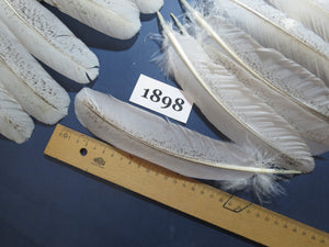 44 Pcs Natural Turkey Wing Feathers, Turkey Feathers,Fly Tying Material,Craft Feathers,Natural Feathers(1898)