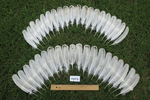 40 Pcs Natural Turkey Wing Feathers, Turkey Feathers,Fly Tying Material,Craft Feathers,Natural Feathers (1903)