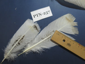 30 Pcs Natural Turkey Pre-Tail Feathers,Turkey Feathers,Fly Tying Material,Craft Feathers,Natural Feathers PTN-257