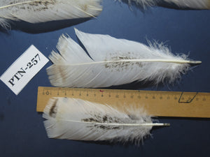 30 Pcs Natural Turkey Pre-Tail Feathers,Turkey Feathers,Fly Tying Material,Craft Feathers,Natural Feathers PTN-257