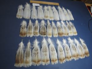 30 Pcs Natural Turkey Pre-Tail Feathers, Turkey Feathers,Fly Tying Material,Craft Feathers,Natural Feathers PTN-271