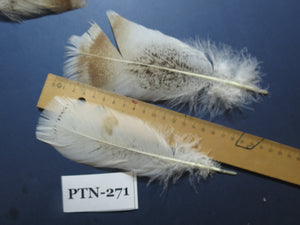 30 Pcs Natural Turkey Pre-Tail Feathers, Turkey Feathers,Fly Tying Material,Craft Feathers,Natural Feathers PTN-271