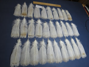 30 Pcs Natural Turkey Pre-Tail Feathers,Turkey Feathers,Fly Tying Material,Craft Feathers,Natural Feathers PTN-273