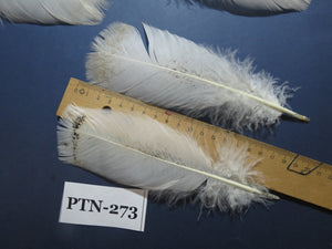 30 Pcs Natural Turkey Pre-Tail Feathers,Turkey Feathers,Fly Tying Material,Craft Feathers,Natural Feathers PTN-273