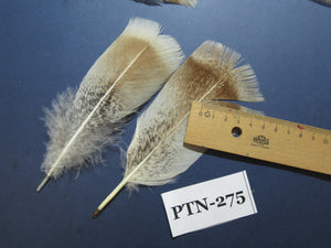 30 Pcs Natural Turkey Pre-Tail Feathers, Turkey Feathers,Fly Tying Material,Craft Feathers,Natural Feathers PTN-275