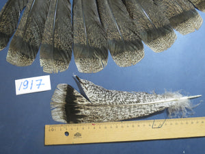 18 Pcs Brown Turkey Tail Feathers, Fly Tying Materials,Long Feathers. (1917)