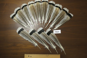 14 Pcs Natural Turkey Tail Feathers, Fly Tying Materials,Long Feathers. (1931)