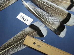 14 Pcs Natural Turkey Tail Feathers, Fly Tying Materials,Long Feathers. (1931)