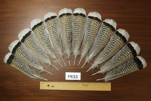 12 Pcs Natural Turkey Tail Feathers, Fly Tying Materials,Long Feathers. (1935)