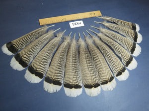 12 Pcs Natural Turkey Tail Feathers, Fly Tying Materials,Long Feathers. (1935)