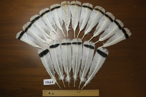 18 Pcs Natural Turkey Tail Feathers, Fly Tying Materials,Long Feathers. (1944)
