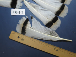 18 Pcs Natural Turkey Tail Feathers, Fly Tying Materials,Long Feathers. (1944)