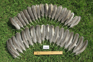 36 Pcs Natural Turkey Wing Feathers, Turkey Feathers,Fly Tying Material,Craft Feathers,Natural Feathers (1945) DREAMMYFEATHERS