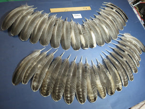 36 Pcs Natural Turkey Wing Feathers, Turkey Feathers,Fly Tying Material,Craft Feathers,Natural Feathers (1945) DREAMMYFEATHERS
